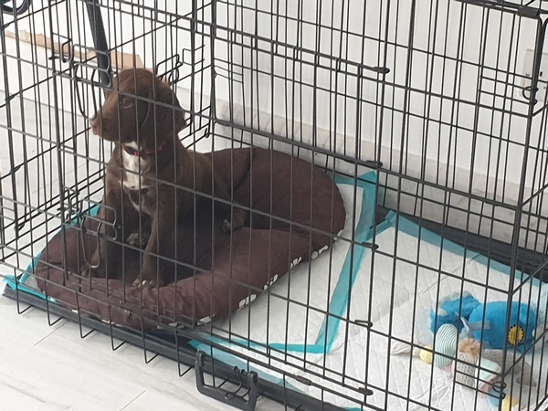 Puppy Survival Thread - August