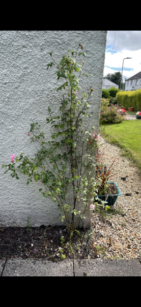 Help me save my mums rose please!