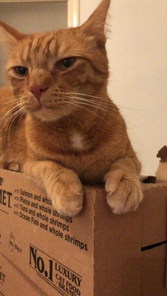 To think my cat is faulty?