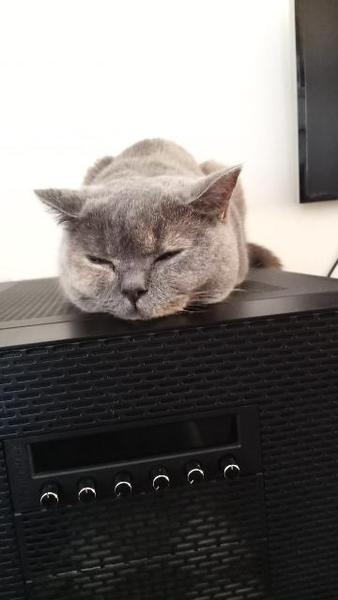 Help cat keeps being sick