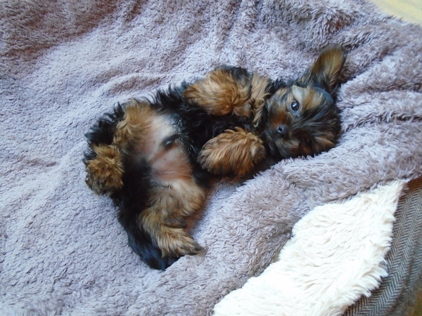 Puppy Survival Thread - August