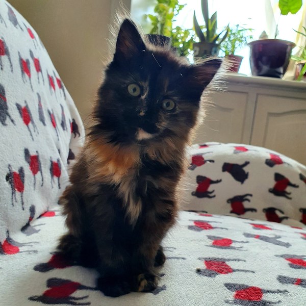 New little friend arrived yesterday!