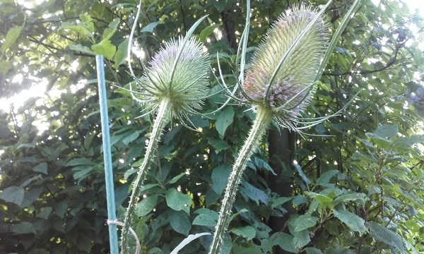 Another plant ID please