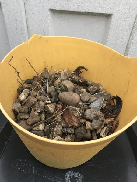 Puppy Survival Thread August part 2