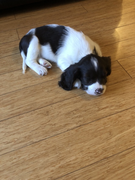 Puppy Survival Thread August part 2