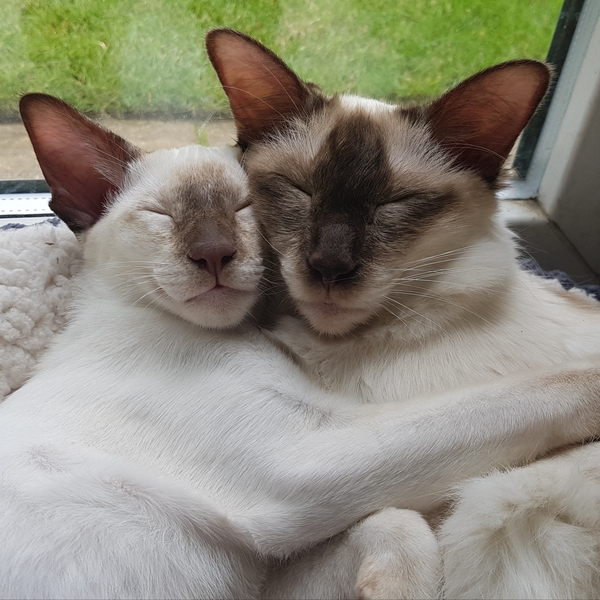 Please post cute pictures and tell me about your cats.