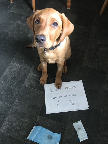 Puppy Survival Thread August part 2