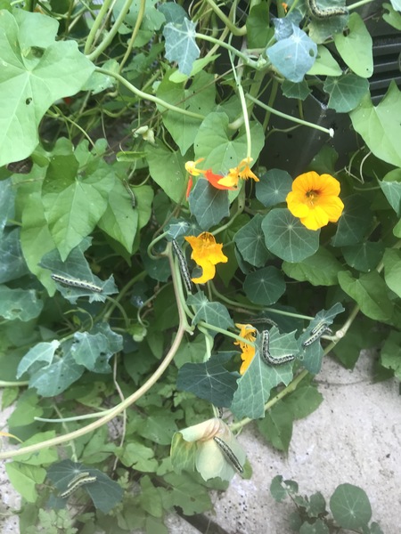 Bit disheartened and here for a whinge ...everything in the garden isn't rosey