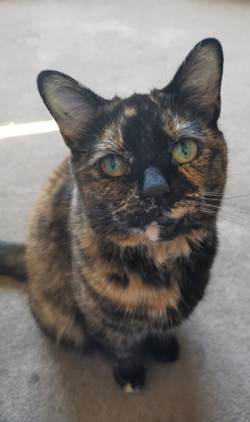 Tell me the colour of your cats eyes