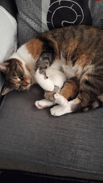 Please post cute pictures and tell me about your cats.
