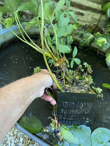 Has anyone ever actually successfully made a micro-pond?
