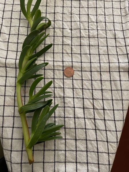 Succulent identification please?