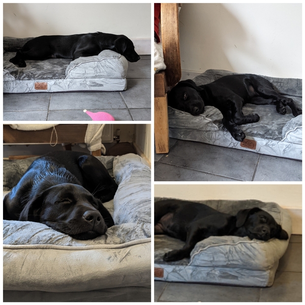 Puppy Survival Thread - August