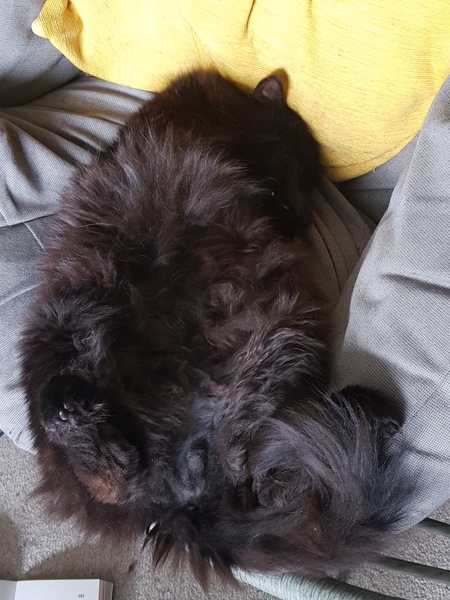 Chez Ollie - "Give me your tired, your paw, your purring masses..." - All welcome