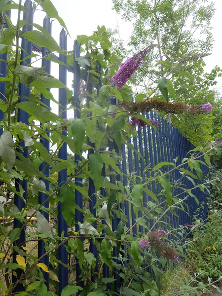 Name of this purple feather duster rail track side flower?