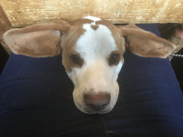 Net over dogs head- whats it for?