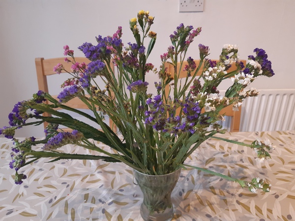 What are these flowers called, please?