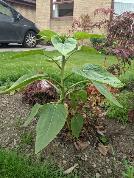 What's this weed?