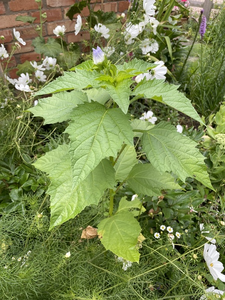What’s this plant please?