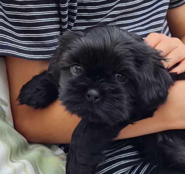 Puppy coming this week!