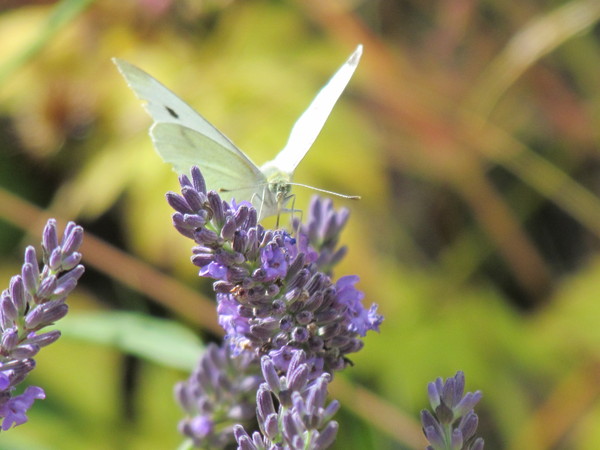 Any Witches Here? Part 14.