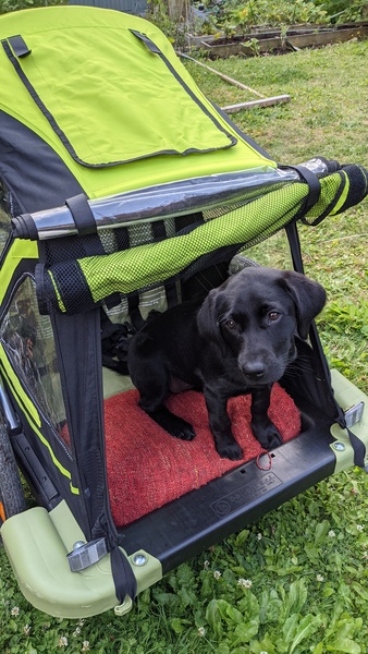 Puppy Survival Thread - August