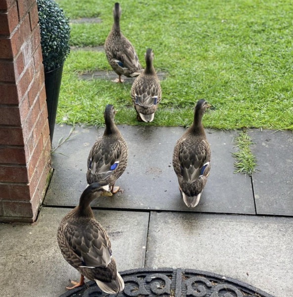 Duck Tales! (Still not what I expected to wake up to this morning)