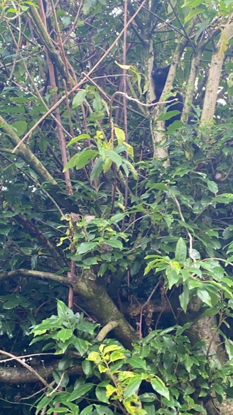 When to get male kitten neutered?