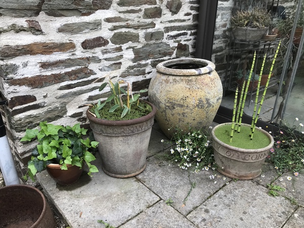 Has anyone ever actually successfully made a micro-pond?