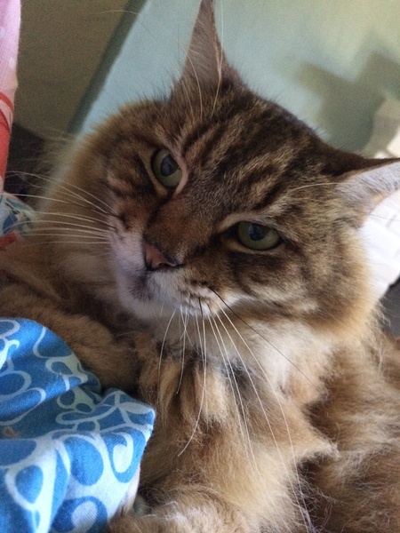 No cats in bedrooms