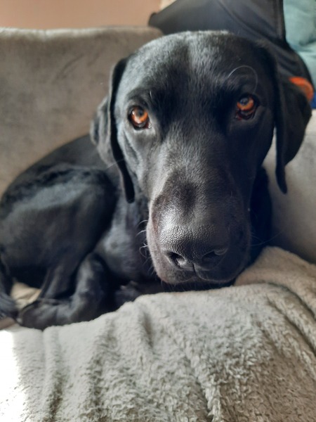 Help me chose a breed
