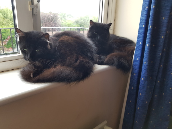 What's your DCat up to today? (Thread 8)