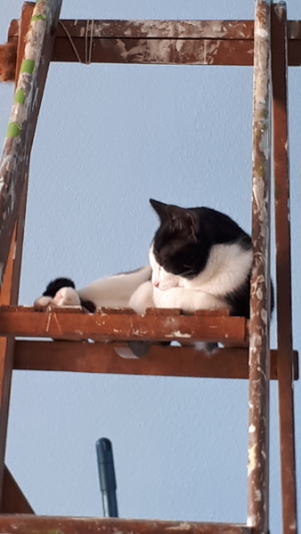 Scratching post climbing frame