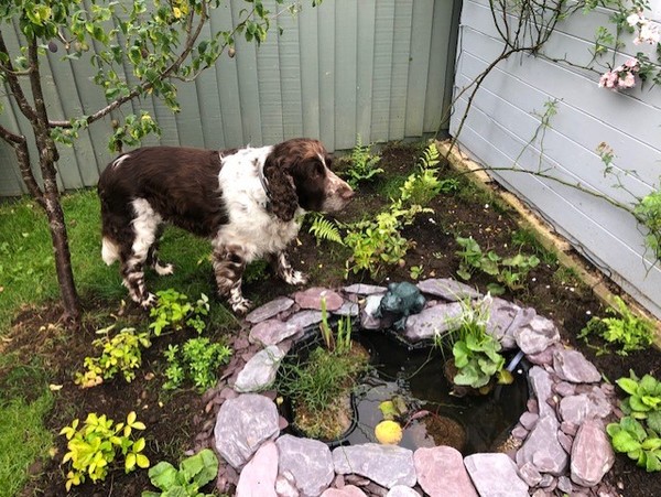 Has anyone ever actually successfully made a micro-pond?