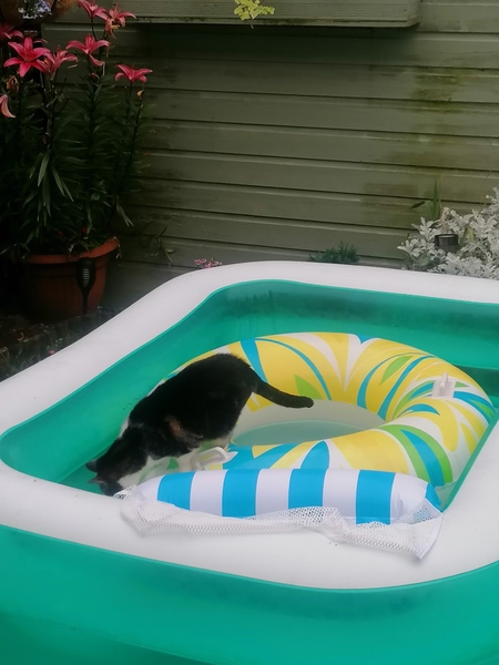Cats in precarious positions