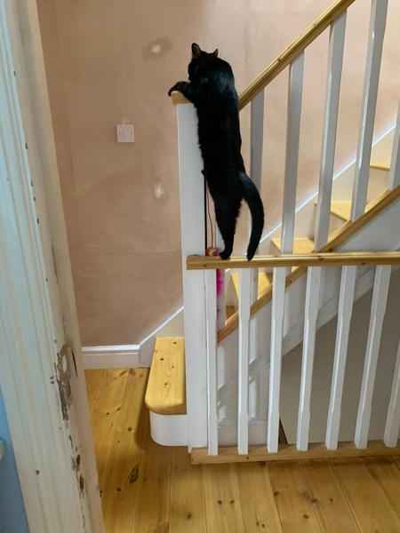 Cats in precarious positions