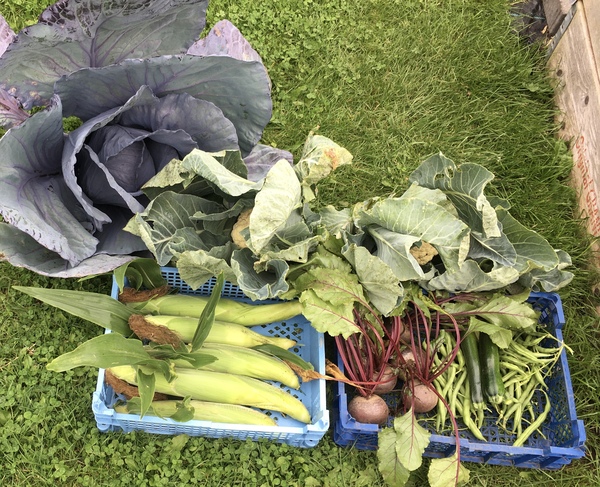 Allotment/Veg patch Thread 17 - onwards and upwards
