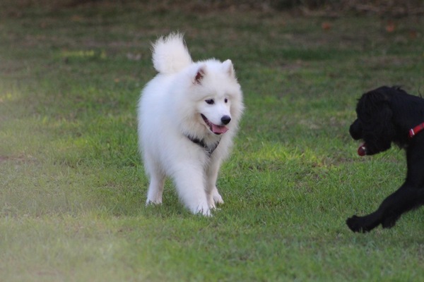 Puppy Survival Thread August part 2