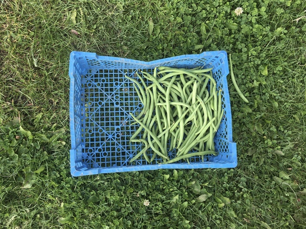 Allotment/Veg patch Thread 17 - onwards and upwards