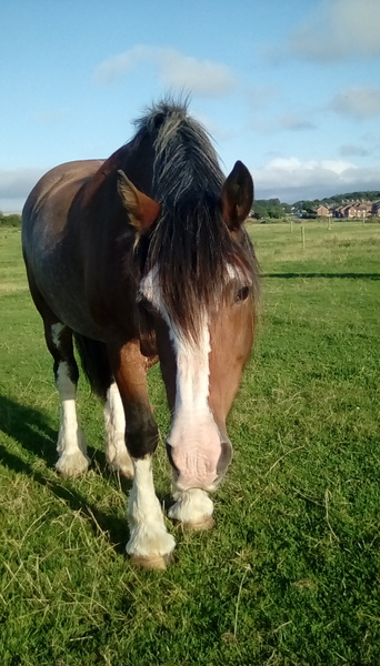 How many horses do you have?