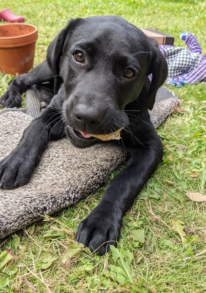 Puppy Survival Thread - August