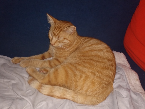 Chez Ollie - "Give me your tired, your paw, your purring masses..." - All welcome