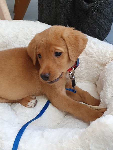 put a deposit down on a pup and now unsure