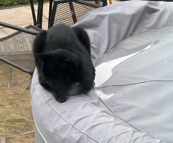 Cats in precarious positions