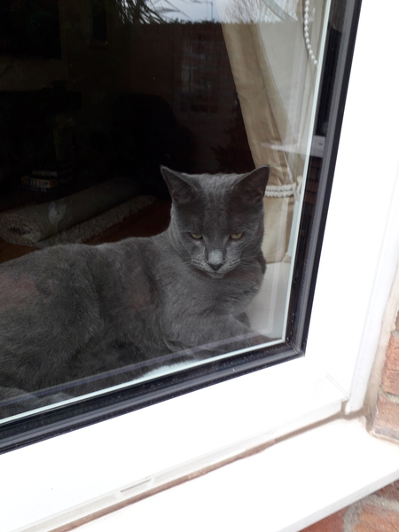 Tell me the colour of your cats eyes