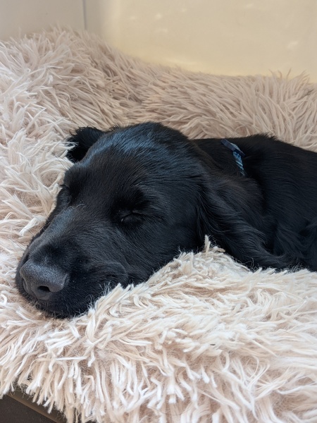 Puppy Survival Thread August part 2