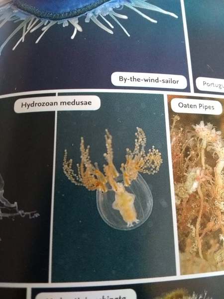 What was this strange sea creature?