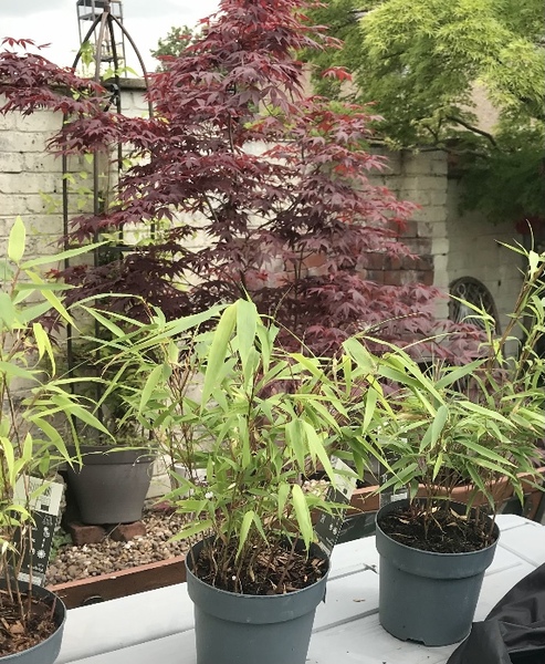 Plants suitable for planters/big pots