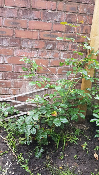 Trying to get climbing rose to grow up not wide