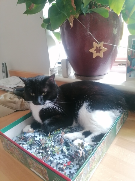 To think my cat is faulty?